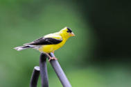 American Goldfinch